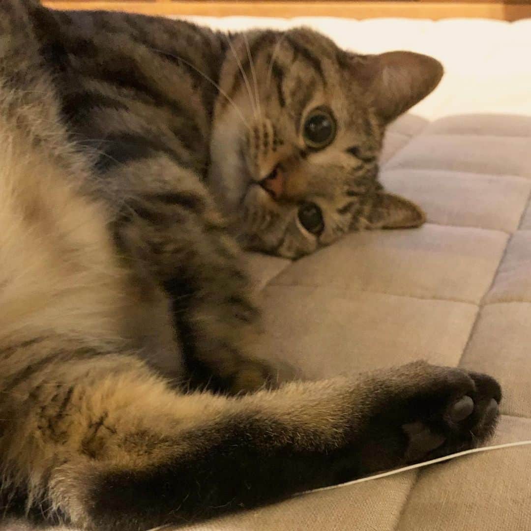 keigoのインスタグラム：「🐈#猫」