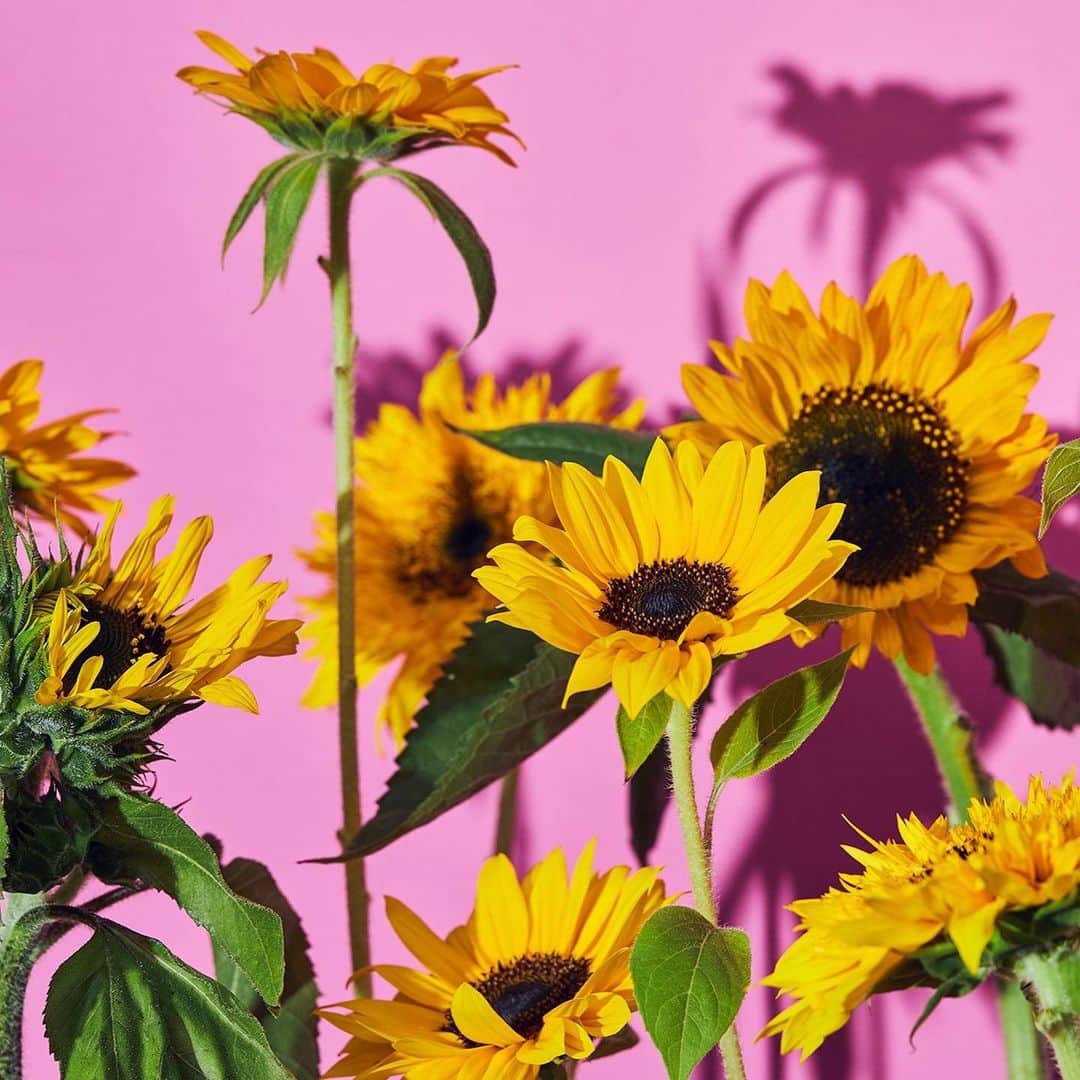 青山フラワーマーケットさんのインスタグラム写真 - (青山フラワーマーケットInstagram)「今月の花「ヒマワリ」 . 真っすぐに伸びた茎の先には、見ているだけで元気の出る黄色の花。世界中で太陽にまつわる名前がついている花、ヒマワリ。 太陽に向かって咲く姿はかわいらしくも力強く、わたしたちにパワーを与えてくれます。 . この夏、旬を思い切り堪能しましょう。 . #flowerphotography #青山フラワーマーケット #aoyamaflowermarket #sunflower #ヒマワリ #花のある暮らし#livingwithflowerseveryday」8月3日 12時58分 - aoyamaflowermarket