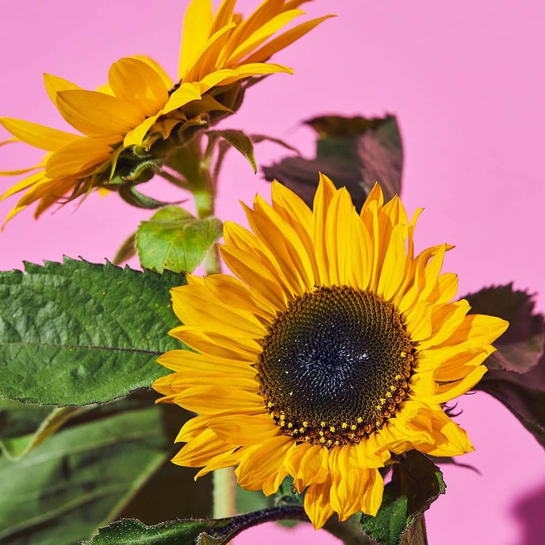 青山フラワーマーケットさんのインスタグラム写真 - (青山フラワーマーケットInstagram)「今月の花「ヒマワリ」 . 真っすぐに伸びた茎の先には、見ているだけで元気の出る黄色の花。世界中で太陽にまつわる名前がついている花、ヒマワリ。 太陽に向かって咲く姿はかわいらしくも力強く、わたしたちにパワーを与えてくれます。 . この夏、旬を思い切り堪能しましょう。 . #flowerphotography #青山フラワーマーケット #aoyamaflowermarket #sunflower #ヒマワリ #花のある暮らし#livingwithflowerseveryday」8月3日 12時58分 - aoyamaflowermarket