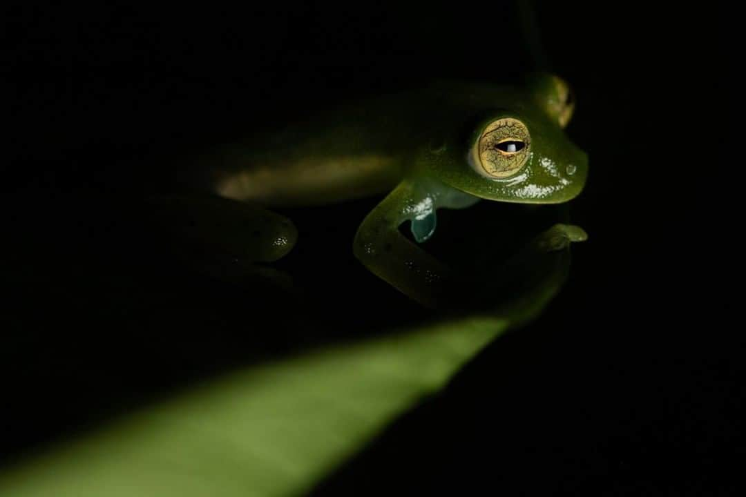 National Geographic Travelさんのインスタグラム写真 - (National Geographic TravelInstagram)「Photo by @daisygilardini  If you love frogs, then Costa Rica is the place to visit! As a professional photographer who specializes in the polar regions and North America’s bears, I never had the opportunity to photograph frogs in the wild—until my recent trip to Costa Rica. I was totally outside my comfort zone during my stay in the tropics. I battled heat and humidity and crawled along the muddy forest floor—surrounded by creatures I never wished to encounter—all in the hope of finally being able to photograph these adorable frogs. During one of my first night walks (accompanied by an expert guide to protect me from venomous snakes and spiders), we found this tiny emerald glass frog. As they’re so small—just three centimeters (one inch) long—I used my macro lens and an offsite flash with a diffuser to capture its beautiful eyes.  Follow me @DaisyGilardini for more images and stories behind the scenes. #frog #emeraldglassfrog #costarica #conservation #cloudforest」8月3日 13時10分 - natgeotravel