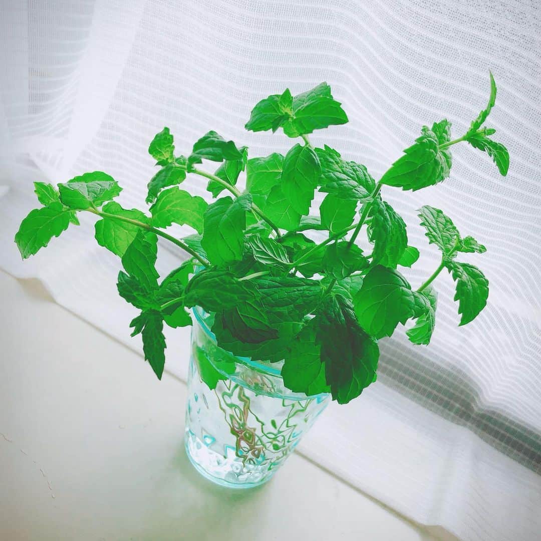 のインスタグラム：「・ 元気に育っています🌱 ・ #ペパーミント」