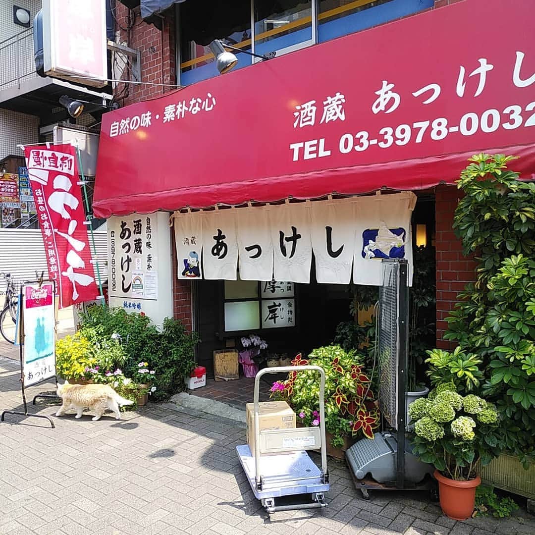 若狭たけしさんのインスタグラム写真 - (若狭たけしInstagram)「ランチもやってる居酒屋。猫🐱がいます。ニャアという名らしい。テーブルについたら寄ってきてくれて「なでていいぞ」と言わんばかりでおさわりサービス満点でした。　#酒蔵あっけし #大泉学園 #猫 #ネコ」8月3日 13時19分 - takeshi_wakasa
