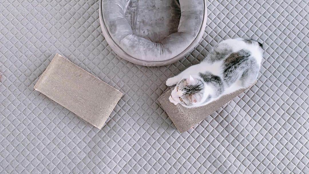 kinaxのインスタグラム：「. good afternoon(๑′ᴗ‵๑)☀in Japan, and good morning, good evening, good night for world friends! . ようやく梅雨明けしたけど 猛暑で溶けちゃいそうだね🍧 . 急だと体が追いついていかないので みんなもどうか体調管理に気をつけてね。 . . そんなこんなで 今日も定位置でのんびりするルナ🐈 . ソルは色んなところで寝るけど ルナはだいたい決まってるみたいだよ🛏 . . 子猫たちをお迎えする前から #卵山玉子さん のトンちゃんシノさんの漫画が 可愛くて大好きだったけど 私は猫ちゃんが身近にいなかったので 懐いてくれるのか心配していたら . 想像していたよりもずっと感情表現が豊かで 個性もちゃんとあって いわゆる気分屋さんではあるけど 安心して寝てる姿とか見られると やっぱり幸せだねぇ(๑′ᴗ‵๑) . . 今日もみんな、へそ天で爆睡しております🐕🐈 暑いしね😂 . . みんなもちゃんと水分補給して 無理せず過ごしてね。 . . #猫バカ部 #kinaxvideo #指差し出すと嗅ぐ #なんでだろうね 2020/08/03」