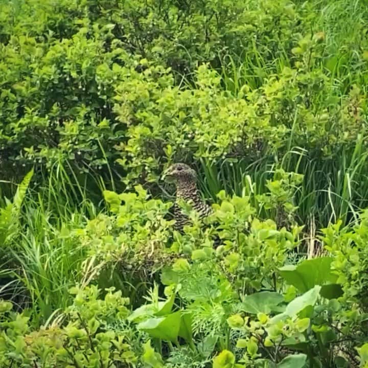スーパーナブラのインスタグラム：「． ． 雷鳥みつけたああああああ⚡️ しかもめちゃ近い！ ． ． 📷お知らせ📷 インスタのストーリーに リアルタイムでどんどんアップするので 登山気分をお楽しみください⛰ ． ♨️おしらせ♨️ 温泉動画をYouTubeで公開中です！ Instagramの自己紹介欄中のURLか YouTubeでスーパーナブラと検索して ぜひみてくださいね💕 ． #雷鳥#ライチョウ#剱岳#立山#富山#夏山 #登山#山ガール#風景#海#温泉#旅館 #新幹線#サンダーバード#黒部#車中泊 #景色#釣り#ブラックバス#マグロ #発見#おでかけ#女子旅#ツーリング #自然#釣り#釣りガール#YouTube#旅」