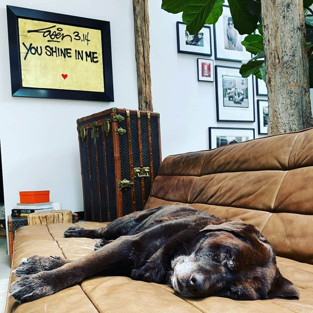 デンハムさんのインスタグラム写真 - (デンハムInstagram)「“Happy Birthday Boy”, Mr Norton is 14 today.  DENHAM dog 🖤 #birthday #norton #labradorretriever #dog #sleepingdog #denham #jasondenham #denhamthejeanmaker #thetruthisinthedetails」8月3日 14時31分 - denhamthejeanmaker