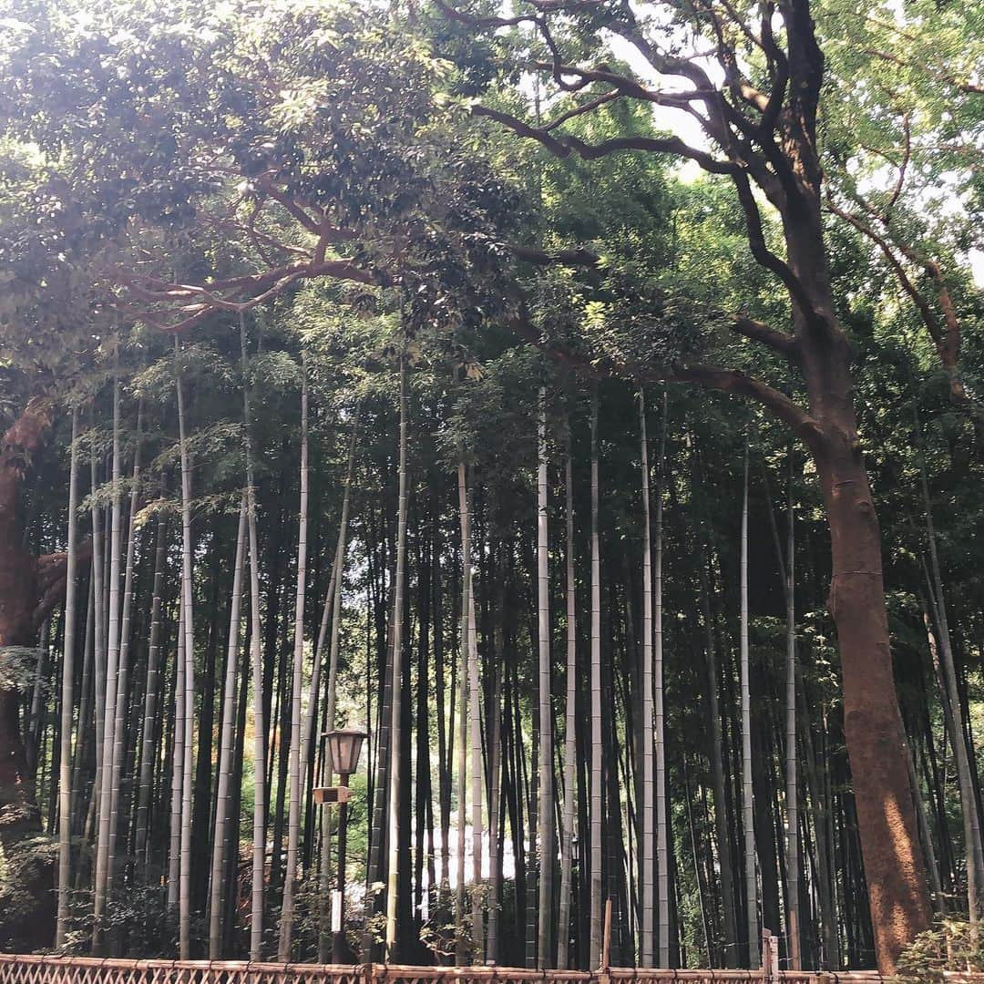 上田祥子さんのインスタグラム写真 - (上田祥子Instagram)「杉並の大宮八幡宮へ。1063年創建の由緒ある神社で東京のへそと呼ばれる子育て厄除け八幡様です。弥生時代の祭祀遺跡や族長の居住跡が発掘されているそうで、ここは古代よりかなりの聖域だったと思われます。縁結びの神社としても有名ですね。御神水も頂けます。幸福がえるは次回の参拝の楽しみに。 #大宮八幡宮 #東京のへそ #縁結び #子育て厄除け #⛩ #杉並区 #神社 #神社参拝 #御神水 #幸福がえる」8月3日 14時35分 - uedasachikoinsta