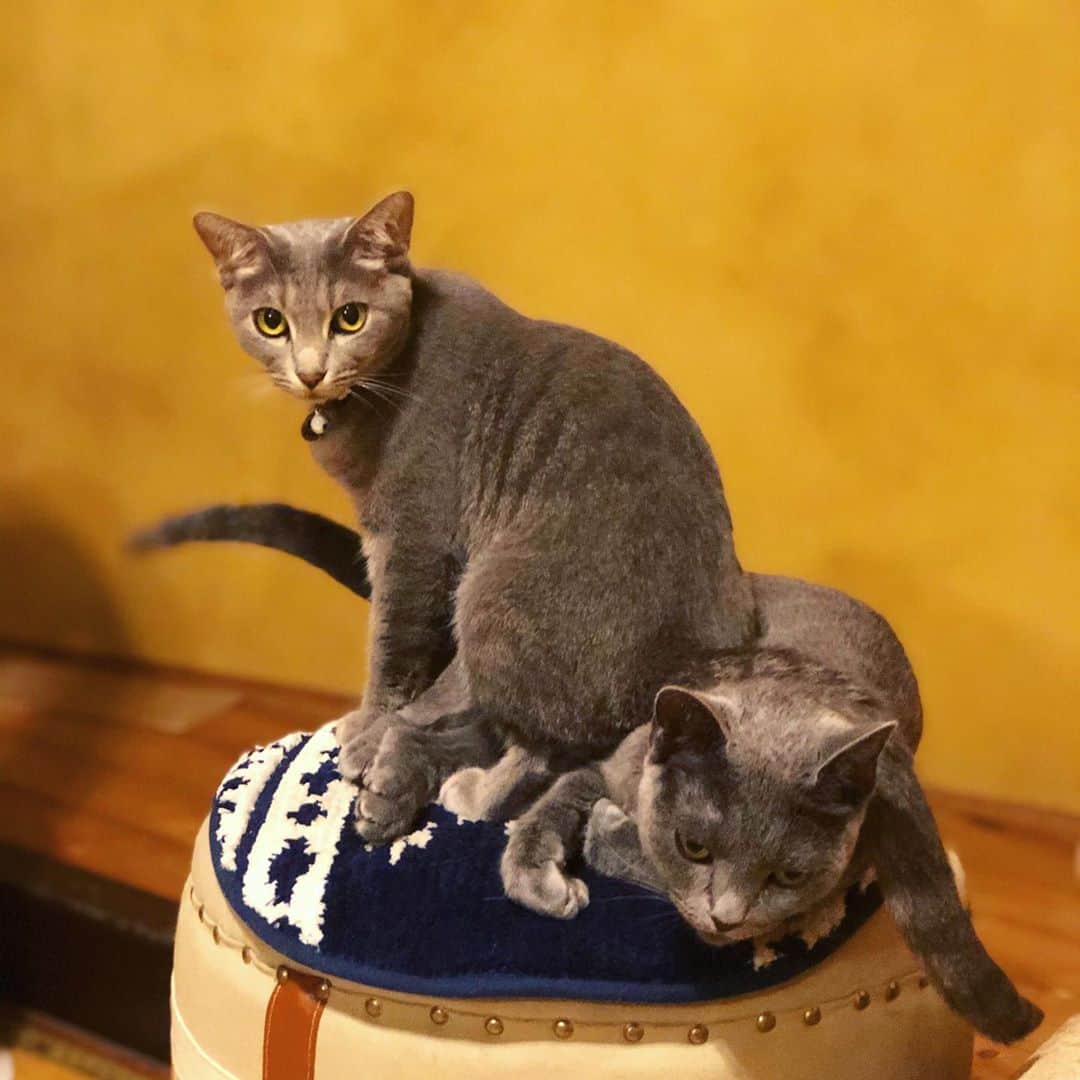 金成公信さんのインスタグラム写真 - (金成公信Instagram)「重いってよ。#ネコ #猫 #cat #catlife #catstagram #catlover #catsofinstagram #cats #猫のいる暮らし #猫好きさんと繋がりたい #灰猫 #ロシアンブルー #russianblue #瑠美子 #梢枝」8月3日 14時36分 - bonsai_chiba