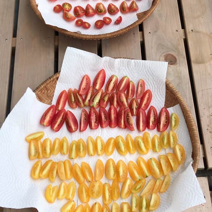 小谷あゆみのインスタグラム：「真夏のベランダで干し野菜 セミドライトマトクイズーー❣️ 正解を発表します！」