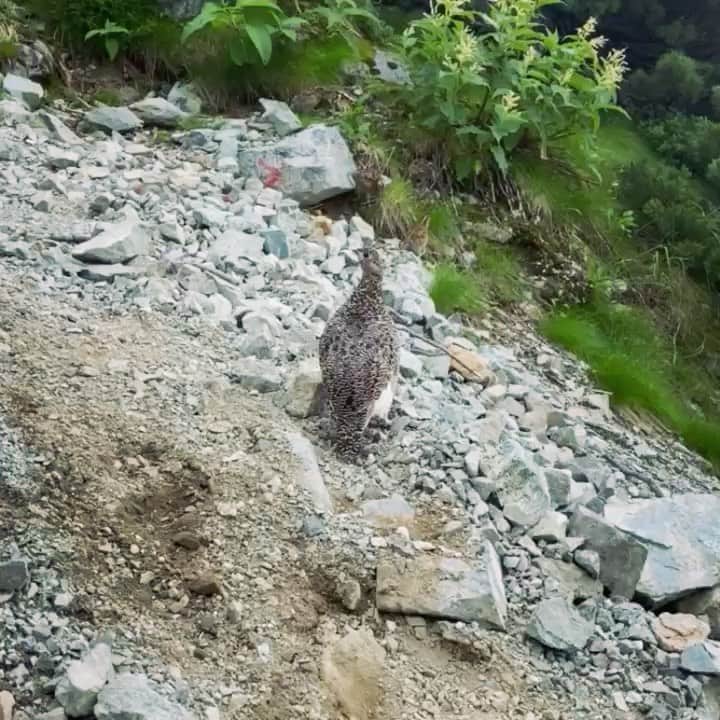 スーパーナブラのインスタグラム：「． ． 雷鳥祭り😊😊😊 ． 赤ちゃん何羽？？？ ７？ ８？ ． (何回も投稿してすみません😅) ． ． 📷お知らせ📷 インスタのストーリーに リアルタイムでどんどんアップするので 登山気分をお楽しみください⛰ ． ♨️おしらせ♨️ 温泉動画をYouTubeで公開中です！ Instagramの自己紹介欄中のURLか YouTubeでスーパーナブラと検索して ぜひみてくださいね💕 ． #雷鳥#ライチョウ#剱岳#立山#富山#夏山 #登山#山ガール#風景#海#温泉#旅館 #新幹線#サンダーバード#黒部#車中泊 #景色#釣り#ブラックバス#マグロ #発見#おでかけ#女子旅#ツーリング #自然#釣り#釣りガール#YouTube#旅」