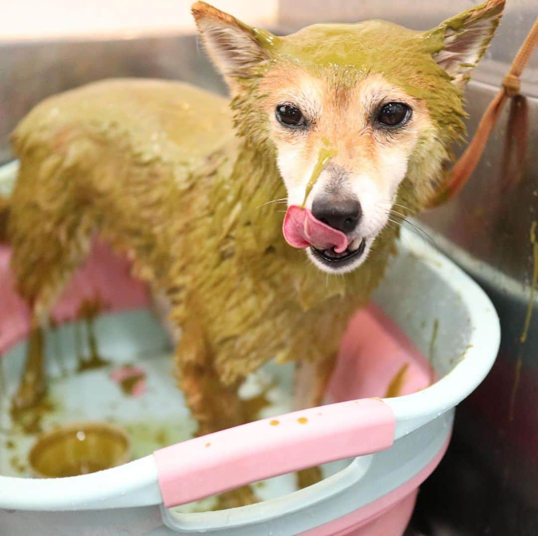 豆柴 サニーちゃんさんのインスタグラム写真 - (豆柴 サニーちゃんInstagram)「. . HELLO〜こんにちわん🐻🛁✨ . こないだの シャンプー🧴サニちゃん✨ . 泡あわ&ハーブパック🌿 ミドリマンになると 違うわんちゃんみたい☺️ . 去年の今頃は カスカスサニちゃんだったのに 今年はもふもふだね〜💕 . 体重5.2kgでした！ ほんのちょっと太ったね😆 . . #サニーのシャンプー #アーユルヴェーダハーブパック #ハーブパック🌿 #ミドリマン #もふもふ犬 #今月で4歳 #豆柴の女の子 . #柴犬#豆柴 #赤柴#豆柴子犬 #まめしば#いぬのきもち#ふわもこ部 #サンデイ#サンデイいぬ組#anicas#shiba_snap #shibainu#shiba#mameshiba#shibastagram #mameshibapuppy#shibapuppy #豆柴サニーちゃん#豆柴ラムちゃん#さにらむたん #さにらむ2020」8月3日 15時32分 - sunny_rei_32