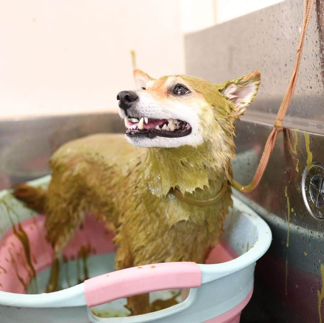 豆柴 サニーちゃんさんのインスタグラム写真 - (豆柴 サニーちゃんInstagram)「. . HELLO〜こんにちわん🐻🛁✨ . こないだの シャンプー🧴サニちゃん✨ . 泡あわ&ハーブパック🌿 ミドリマンになると 違うわんちゃんみたい☺️ . 去年の今頃は カスカスサニちゃんだったのに 今年はもふもふだね〜💕 . 体重5.2kgでした！ ほんのちょっと太ったね😆 . . #サニーのシャンプー #アーユルヴェーダハーブパック #ハーブパック🌿 #ミドリマン #もふもふ犬 #今月で4歳 #豆柴の女の子 . #柴犬#豆柴 #赤柴#豆柴子犬 #まめしば#いぬのきもち#ふわもこ部 #サンデイ#サンデイいぬ組#anicas#shiba_snap #shibainu#shiba#mameshiba#shibastagram #mameshibapuppy#shibapuppy #豆柴サニーちゃん#豆柴ラムちゃん#さにらむたん #さにらむ2020」8月3日 15時32分 - sunny_rei_32