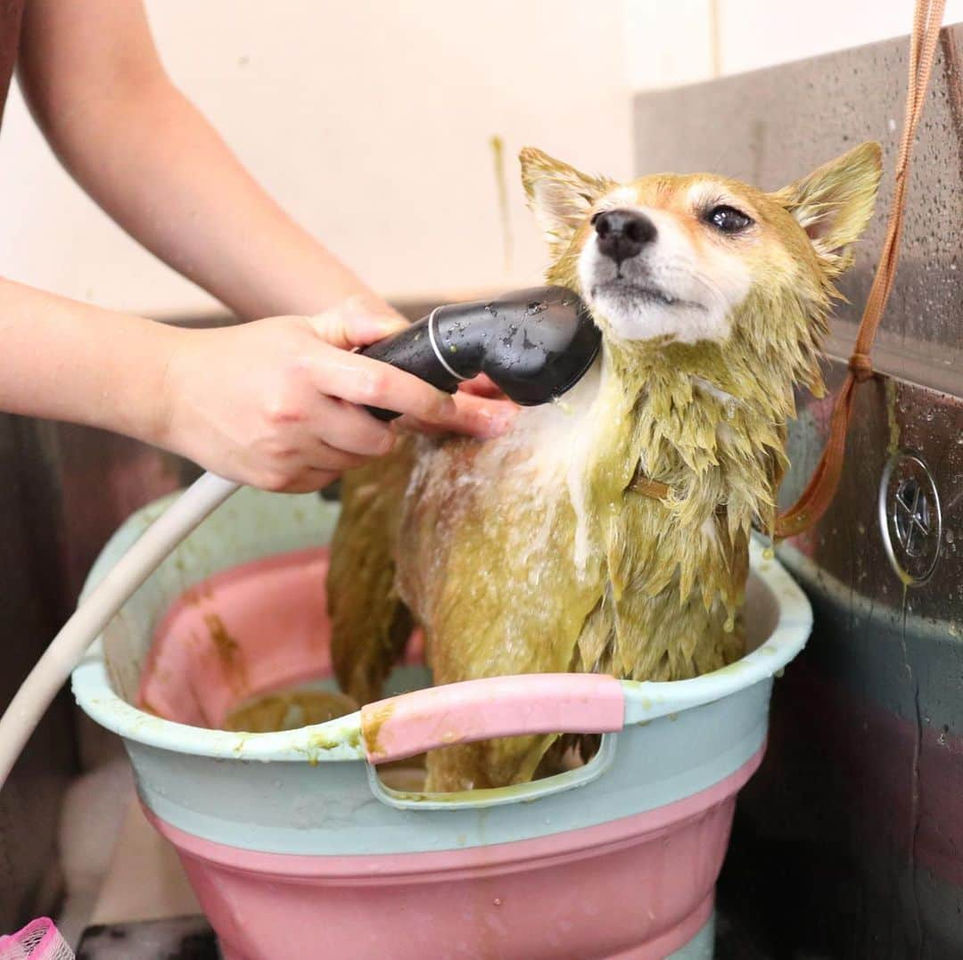 豆柴 サニーちゃんさんのインスタグラム写真 - (豆柴 サニーちゃんInstagram)「. . HELLO〜こんにちわん🐻🛁✨ . こないだの シャンプー🧴サニちゃん✨ . 泡あわ&ハーブパック🌿 ミドリマンになると 違うわんちゃんみたい☺️ . 去年の今頃は カスカスサニちゃんだったのに 今年はもふもふだね〜💕 . 体重5.2kgでした！ ほんのちょっと太ったね😆 . . #サニーのシャンプー #アーユルヴェーダハーブパック #ハーブパック🌿 #ミドリマン #もふもふ犬 #今月で4歳 #豆柴の女の子 . #柴犬#豆柴 #赤柴#豆柴子犬 #まめしば#いぬのきもち#ふわもこ部 #サンデイ#サンデイいぬ組#anicas#shiba_snap #shibainu#shiba#mameshiba#shibastagram #mameshibapuppy#shibapuppy #豆柴サニーちゃん#豆柴ラムちゃん#さにらむたん #さにらむ2020」8月3日 15時32分 - sunny_rei_32