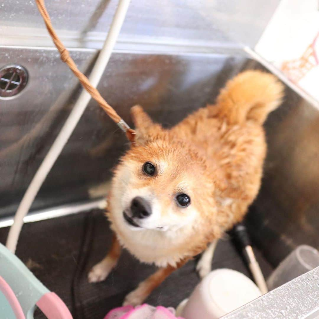 豆柴 サニーちゃんさんのインスタグラム写真 - (豆柴 サニーちゃんInstagram)「. . HELLO〜こんにちわん🐻🛁✨ . こないだの シャンプー🧴サニちゃん✨ . 泡あわ&ハーブパック🌿 ミドリマンになると 違うわんちゃんみたい☺️ . 去年の今頃は カスカスサニちゃんだったのに 今年はもふもふだね〜💕 . 体重5.2kgでした！ ほんのちょっと太ったね😆 . . #サニーのシャンプー #アーユルヴェーダハーブパック #ハーブパック🌿 #ミドリマン #もふもふ犬 #今月で4歳 #豆柴の女の子 . #柴犬#豆柴 #赤柴#豆柴子犬 #まめしば#いぬのきもち#ふわもこ部 #サンデイ#サンデイいぬ組#anicas#shiba_snap #shibainu#shiba#mameshiba#shibastagram #mameshibapuppy#shibapuppy #豆柴サニーちゃん#豆柴ラムちゃん#さにらむたん #さにらむ2020」8月3日 15時32分 - sunny_rei_32