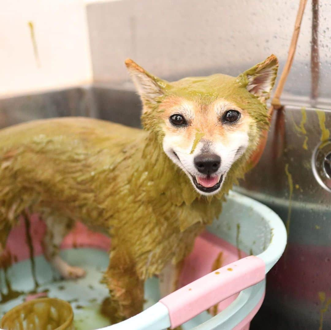 豆柴 サニーちゃんさんのインスタグラム写真 - (豆柴 サニーちゃんInstagram)「. . HELLO〜こんにちわん🐻🛁✨ . こないだの シャンプー🧴サニちゃん✨ . 泡あわ&ハーブパック🌿 ミドリマンになると 違うわんちゃんみたい☺️ . 去年の今頃は カスカスサニちゃんだったのに 今年はもふもふだね〜💕 . 体重5.2kgでした！ ほんのちょっと太ったね😆 . . #サニーのシャンプー #アーユルヴェーダハーブパック #ハーブパック🌿 #ミドリマン #もふもふ犬 #今月で4歳 #豆柴の女の子 . #柴犬#豆柴 #赤柴#豆柴子犬 #まめしば#いぬのきもち#ふわもこ部 #サンデイ#サンデイいぬ組#anicas#shiba_snap #shibainu#shiba#mameshiba#shibastagram #mameshibapuppy#shibapuppy #豆柴サニーちゃん#豆柴ラムちゃん#さにらむたん #さにらむ2020」8月3日 15時32分 - sunny_rei_32