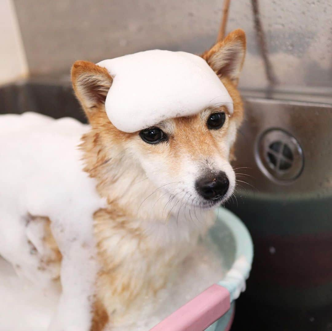 豆柴 サニーちゃんさんのインスタグラム写真 - (豆柴 サニーちゃんInstagram)「. . HELLO〜こんにちわん🐻🛁✨ . こないだの シャンプー🧴サニちゃん✨ . 泡あわ&ハーブパック🌿 ミドリマンになると 違うわんちゃんみたい☺️ . 去年の今頃は カスカスサニちゃんだったのに 今年はもふもふだね〜💕 . 体重5.2kgでした！ ほんのちょっと太ったね😆 . . #サニーのシャンプー #アーユルヴェーダハーブパック #ハーブパック🌿 #ミドリマン #もふもふ犬 #今月で4歳 #豆柴の女の子 . #柴犬#豆柴 #赤柴#豆柴子犬 #まめしば#いぬのきもち#ふわもこ部 #サンデイ#サンデイいぬ組#anicas#shiba_snap #shibainu#shiba#mameshiba#shibastagram #mameshibapuppy#shibapuppy #豆柴サニーちゃん#豆柴ラムちゃん#さにらむたん #さにらむ2020」8月3日 15時32分 - sunny_rei_32