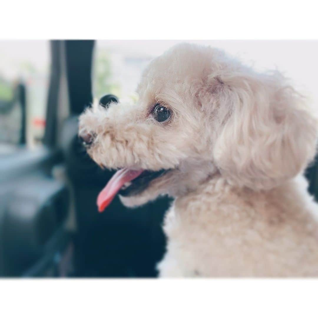 山内あいなさんのインスタグラム写真 - (山内あいなInstagram)「念願のJeep犬🐩🤍🐩🤍﻿ ﻿ #Jeep と #ぷぅ #ジーぷぅ #ナイスコラボすぎる #jeepwrangler ﻿ #dog﻿ #toypoodle #いぬすたぐらむ﻿ #犬のいる暮らし  #犬のいる生活 と﻿ #jeepのある生活 ﻿ #jeepgirl﻿ #jeeplife﻿ #ジープ﻿ #ジープラングラー﻿ #ジープ女子」8月3日 15時45分 - ainayamauchi3131