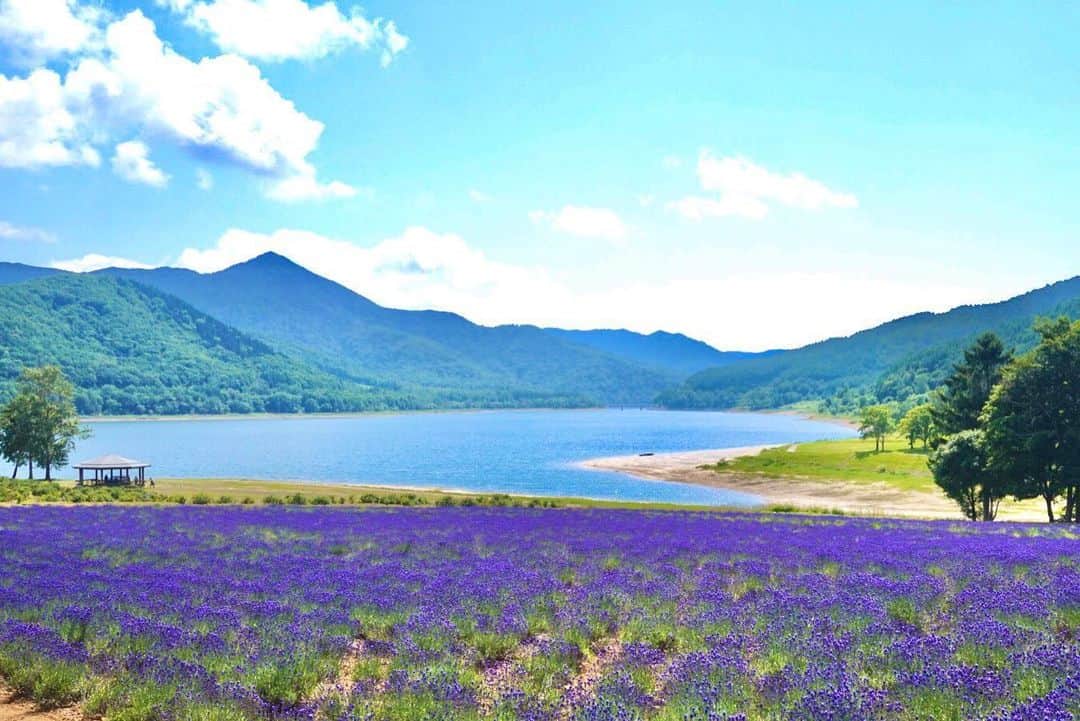 星野リゾート　トマムさんのインスタグラム写真 - (星野リゾート　トマムInstagram)「トマムから車で約40分、南富良野町のかなやま湖畔には、ラベンダー畑が広がっています。早咲きのラベンダーの満開の時期は過ぎましたが、遅咲きのラベンダーは先週くらいから見頃を迎え、あと1週間から10日ほど楽しめそうです。  About 40 minutes by car from Hoshino Resorts TOMAMU, lavender fields spread by the lake Kanayama in Minamifurano. Late blooming lavender is in full bloom from about last week. It seems that you can enjoy it another week to 10 days.  #星野リゾート #リゾナーレ #リゾナーレトマム #トマム #hoshinoresorts #risonaretomamu #risonare #北海道 #Hokkaido #北海道旅行 #星野集團 #Hokkaidotrip #Japan #japantravel #絶景  #旅行気分 #おうちで旅体験 #旅は魔法 #妄想旅行 #南富良野町 #かなやま湖 #ラベンダー  #lavender #オンライン旅行」8月3日 16時33分 - hoshinoresorts_tomamu