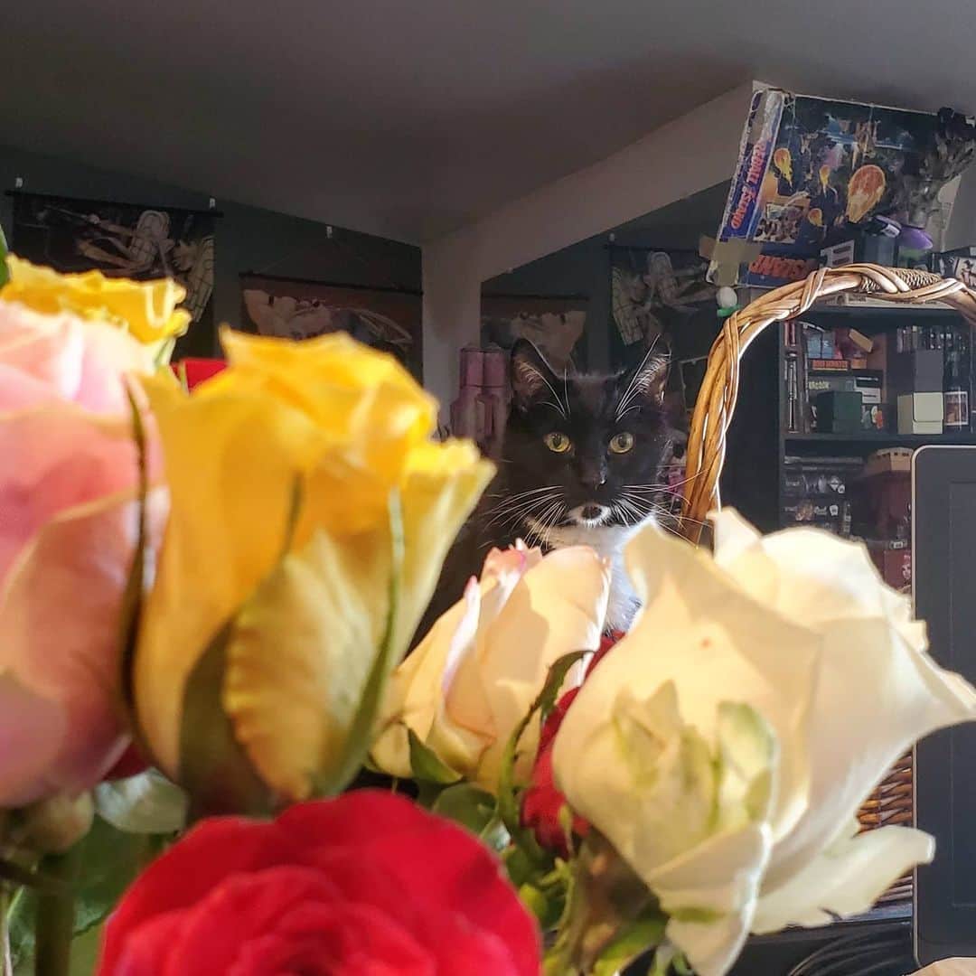 猫コスプレさんのインスタグラム写真 - (猫コスプレInstagram)「Someone is mad we won't let him eat the roses.」8月4日 3時27分 - cat_cosplay