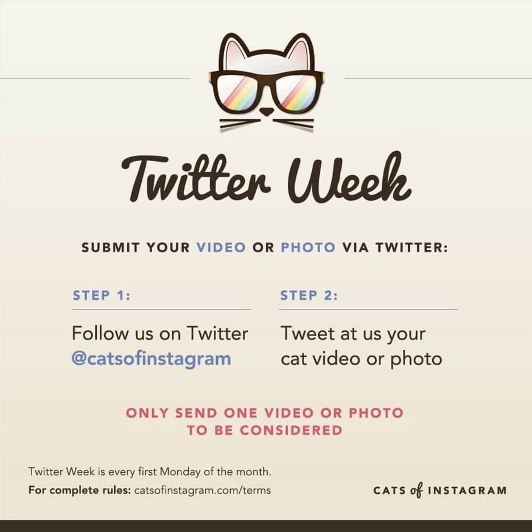 Cats of Instagramさんのインスタグラム写真 - (Cats of InstagramInstagram)「It’s #TwitterWeek! Follow us on Twitter & tweet @ us your ONE best cat photo OR video for a chance to be featured!」8月4日 1時55分 - cats_of_instagram