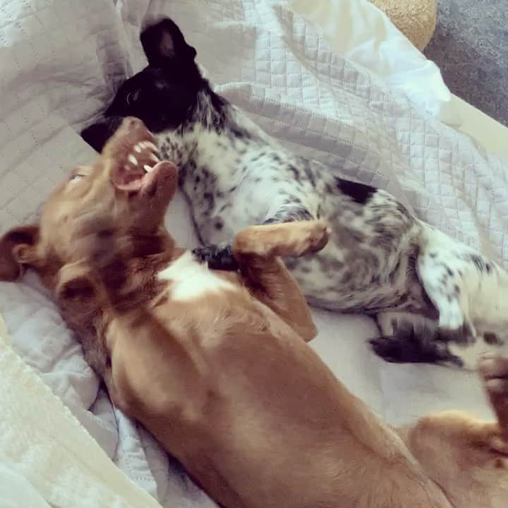 キャシー・グリフィンのインスタグラム：「All day. I love it.   #dogsofinstagram  #puppy」