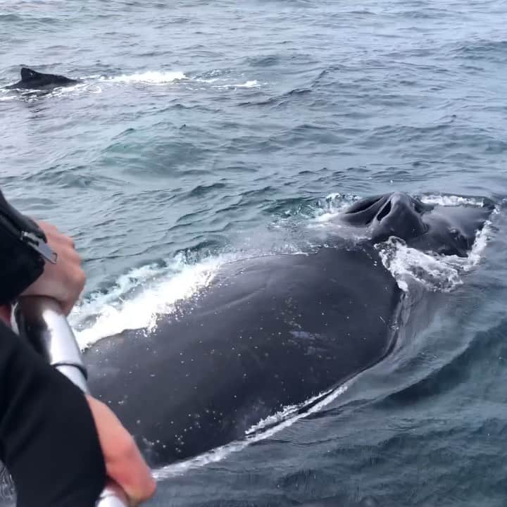 Chase Dekker Wild-Life Imagesのインスタグラム：「Wanted to share a brief minute of this incredible encounter from the other day. We had 3 humpback whales, including a mother and calf, who played with our boat for over 30 minutes. These are the most life changing moments one can get out on the ocean with these giants and it’s so humbling to be recognized by them. The mother would constantly rest and relax right under the boat, only popping up to spray everyone onboard with her blow while the calf and escort whale would roll, twirl, and play nearby. If this year was somewhat normal, I would be leaving for Tonga in a week to swim with the humpbacks, so having this type of interaction was the perfect way to make up for the lost adventure.」