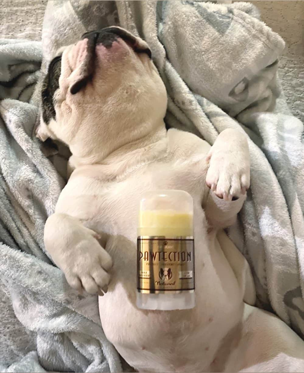 Regeneratti&Oliveira Kennelさんのインスタグラム写真 - (Regeneratti&Oliveira KennelInstagram)「#PawTection is a blend of natural waxes that coats the skin, protecting paws from drying and damage caused from hot pavement, harsh surfaces, sand, snow, salt, etc. It also helps to lock in moisture and mend chapped skin. Great for long hikes, harsh weather conditions, and city walking! . ⭐ SAVE 20% off @naturaldogcompany with code JMARCOZ at NaturalDog.com  worldwide shipping  ad 📷: @bull_rocky . . . . . . #frenchiepetsupply #frenchiesofinsta #pugsofinsta #frenchbulldog #frenchiesofinstagram #pug #frenchies #reversibleharness #frenchiehoodie #thedodo #frenchieharness #dogclothes #dogharness #frenchiegram #dogsbeingbasic #frenchieoftheday #instafrenchie #bulldogs #dogstagram #frenchievideo #cutepetclub #bestwoof #frenchies1 #ruffpost #bostonterrier #bostonsofig #animalonearth #dog」8月4日 2時41分 - jmarcoz