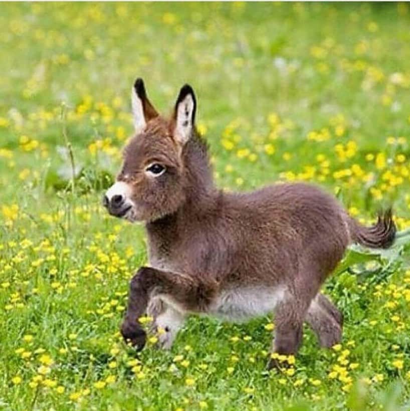 Baby Animalsさんのインスタグラム写真 - (Baby AnimalsInstagram)「Baby donkeys are underrated 😍」8月4日 3時02分 - thebabyanimals