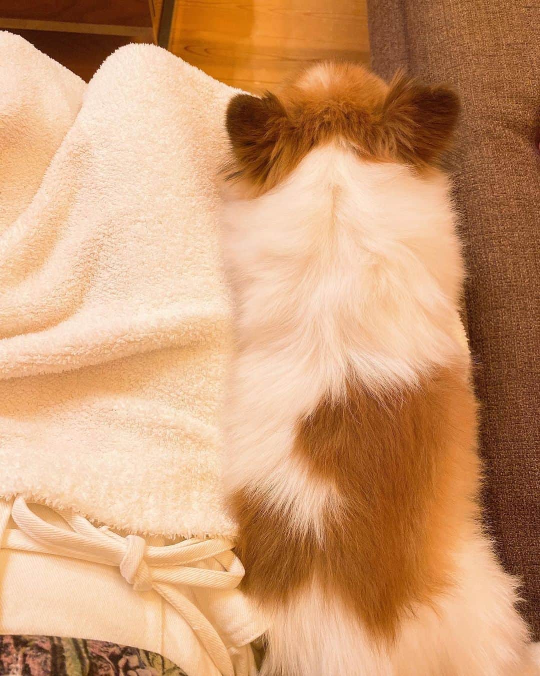 加藤美南のインスタグラム：「DVD観てたらぴったりくっついてきた🐶可愛すぎて集中できない🥺」