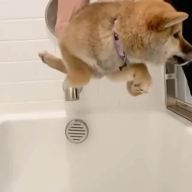 The Critter Havenのインスタグラム：「It’s too early Video by @kiwi.the.shibe  #TheCritterHaven」