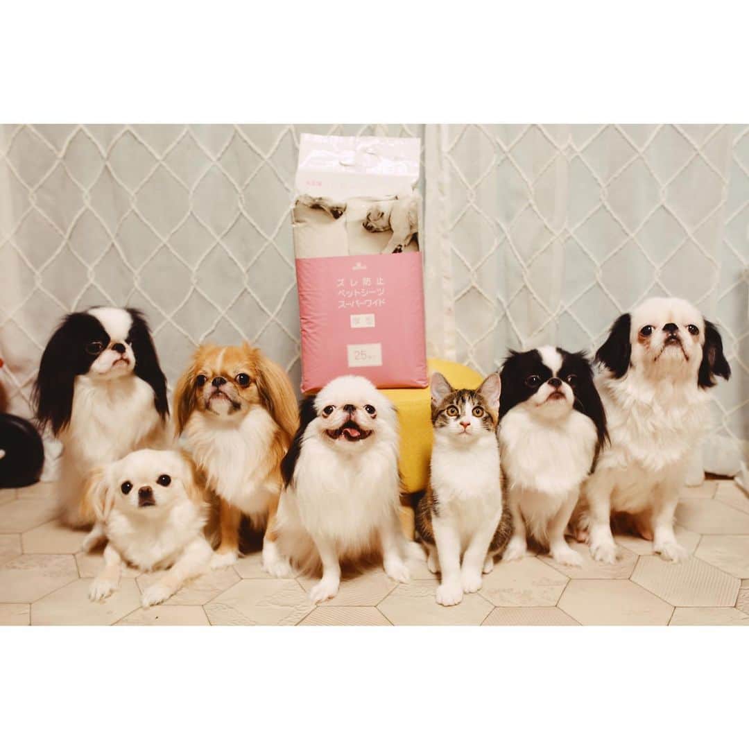 juntowaのインスタグラム：「@anifull_pet さんのズレ防止ペットシーツが届きましたー！  見ての通りに多頭飼いの 我が家ではスーパーワイドにみんなでするので、 トイレトレーは使わず フロアマットの上に直置きなのですが、 普段は扇風機の風で動いたり、 犬や猫が上を駆け抜けて行って ズレるしでしたが、 ズレ防止ペットシーツだと ズレにくくなっていて感動ですー！  あとは端っこにする子がいるので はみ出しもよくあるのですが、 ズレ防止ペットシーツははみ出しにも強いですよ！  #ズレ防止ペットシーツ」