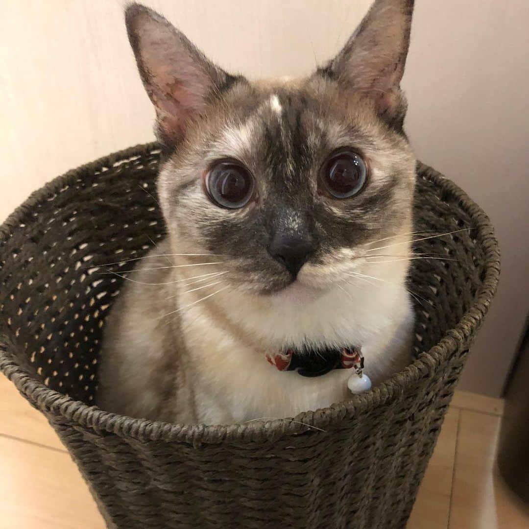 のインスタグラム：「おめめくりくりあずきさん ・ ・ ・ ・ #猫 #猫好き #猫部」