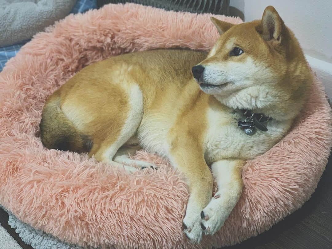 Shibainu Pontaさんのインスタグラム写真 - (Shibainu PontaInstagram)「I slept all day and I’m going to sleep again 😶  . #柴犬#ぽん太#メルボルン#オーストラリア#ふわもこ部#Melbourne#Australia#shiba#shibainu#ponta#kawaii#inu#Japanesedog#海外生活#doggy#日本#墨爾本#shiba_snap」8月3日 19時29分 - pontasyk