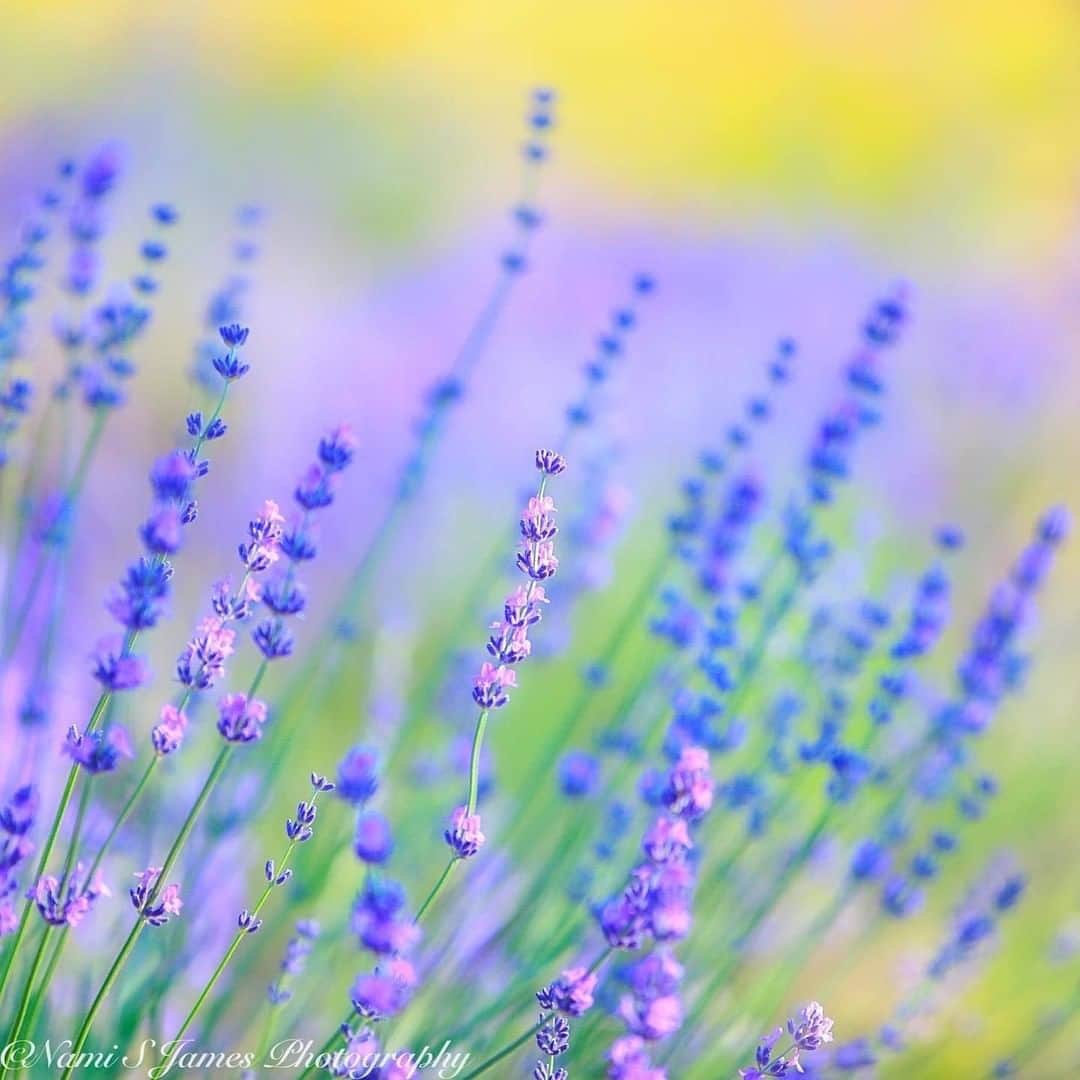 花の写真館のインスタグラム：「Photo by @nami_s_james.⠀ https://instagram.com/nami_s_james/⠀ .⠀ Original Post[投稿いただいたURL]⠀ https://www.instagram.com/p/CDGztdcJhD8/⠀ .⠀ 本アカウントは、 #私の花の写真 をつけてInstagramに投稿された皆さまの花の写真や、「花の写真館」Facebookページで投稿された花の写真を紹介します。⠀ 「花の写真館」Facebookページは、「 @floral.photograph 」のプロフィールにあるURLからご覧ください。⠀ .⠀ ※各自、政府、自治体など公的機関の指示に従った行動をお願いします。⠀⠀ 東京カメラ部および分室では、写真を「見る楽しみ」を提供することを通して、微力ながら皆様にわずかな時間でも癒しをお届けしたいと思っております。⠀ ※本アカウントは東京カメラ部がFacebook、Instagramのサービスを利用して運営しているもので、Facebook社・Instagramとは一切関係ありません。⠀ .⠀ #花の写真館 #floralphotograph #floralphoto #flower #flowers⠀ Follow: @floral.photograph」