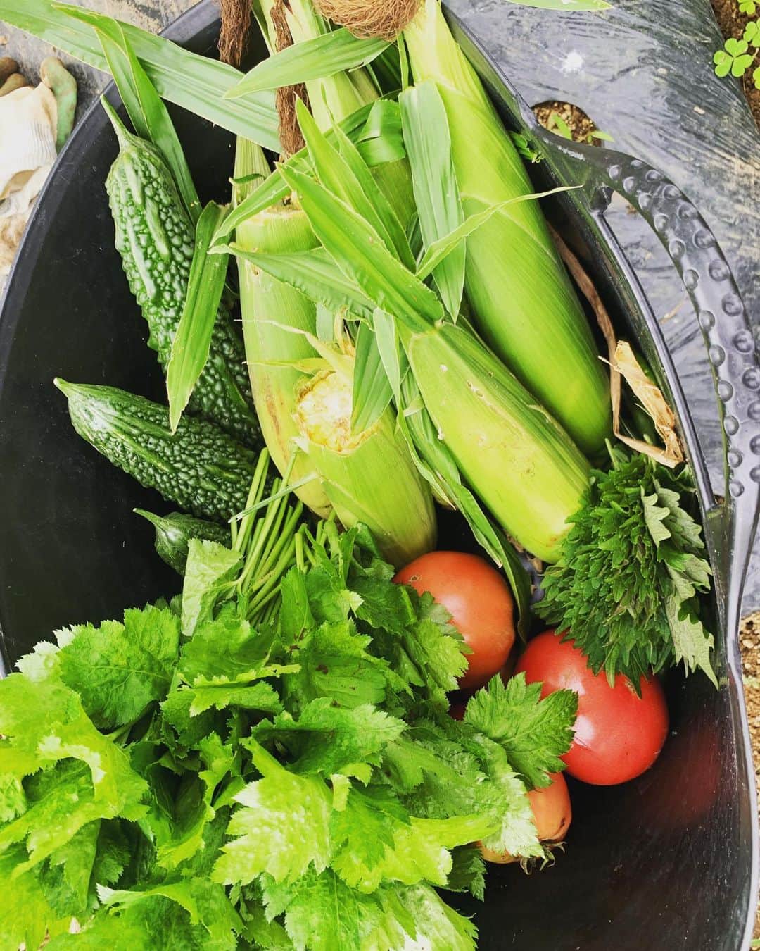 三浦理志さんのインスタグラム写真 - (三浦理志Instagram)「梅雨が明け、やっと夏がやってきましたね！ 畑に行くと、トマトとトウモロコシにカブトムシが4匹いるではないか‼️ 10年畑をやってきて初めてのこと❗️ 我が家の野菜たちの糖度が高いって事か❗️笑 子供の頃の夏休みの思い出が蘇る夏の日でした。 #farm #farmer #vegetables #tomato #cone #beetle #畑 #農夫 #野菜 #夏野菜 #自家製野菜 #自産自消 #トマト #トウモロコシ #カブトムシ #ゴーヤ #梅雨明け #夏」8月3日 19時35分 - mar4m