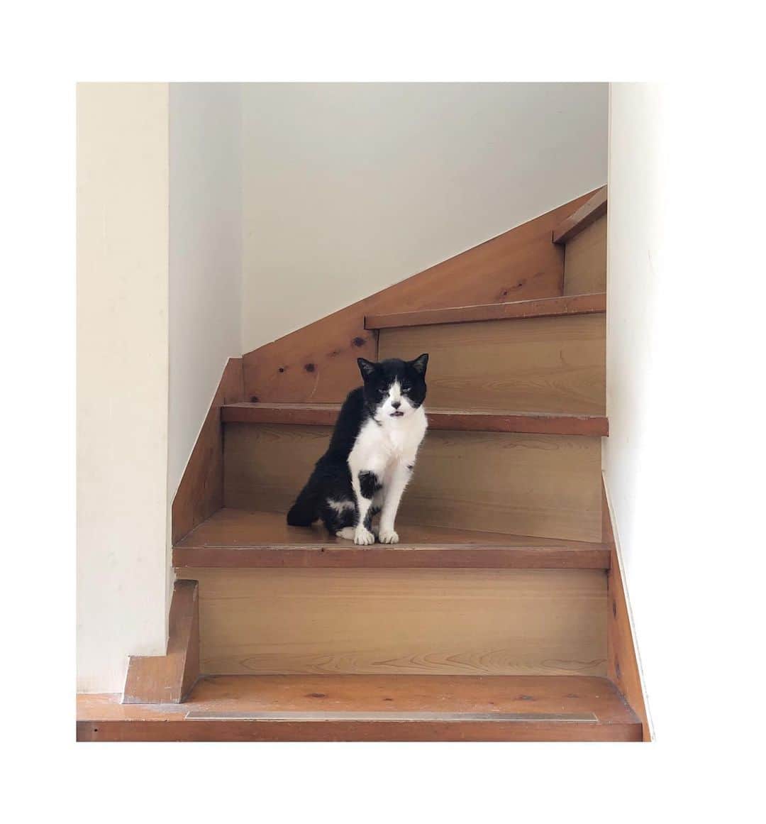 井山三希子さんのインスタグラム写真 - (井山三希子Instagram)「階段でジッと待っている 作業が終わるまで鳴いているのがツライ」8月3日 19時41分 - nikoyagi
