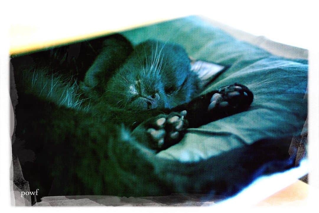 anemone_69のインスタグラム：「. #ハカセとキョウジュ #blackcat #黒猫 #cat #猫 #保護猫 #肉球 #DreamCanvas_powf . . .」