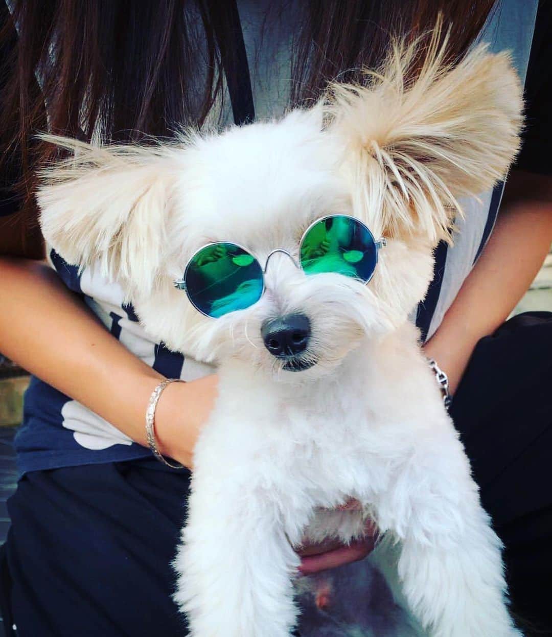 チャン・リーメイのインスタグラム：「お友達にグラサン貸してもらったョ🤗 ✴︎ これでボクも夏オトコ🐶だぜ💓 ✴︎ ……。 ✴︎ …………。 ✴︎ かわいいやつめ‼😎😎😎️ ✴︎ #グラサン男子  #夏男 #わんこサングラス」