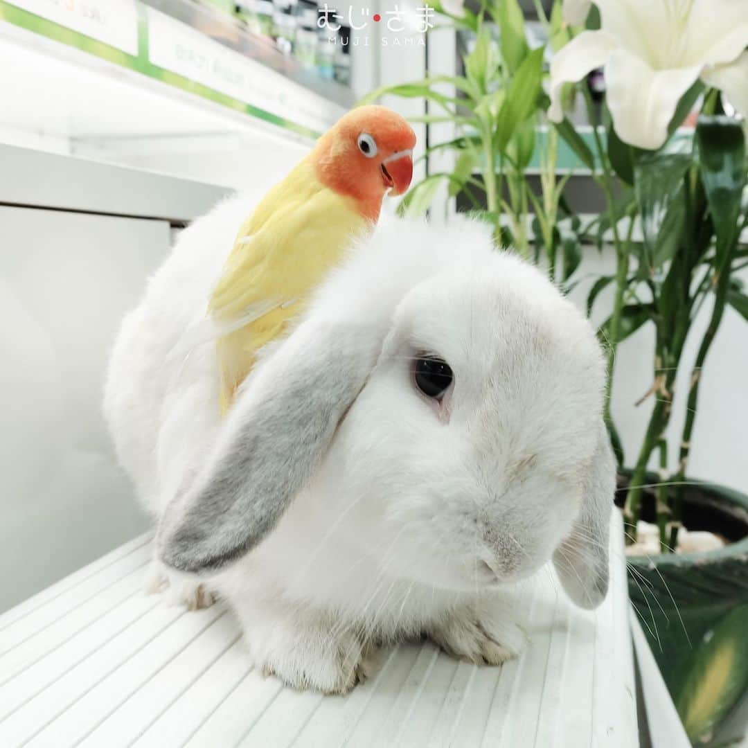 むじさまさんのインスタグラム写真 - (むじさまInstagram)「We already miss u.❣️」8月3日 20時19分 - mujisama