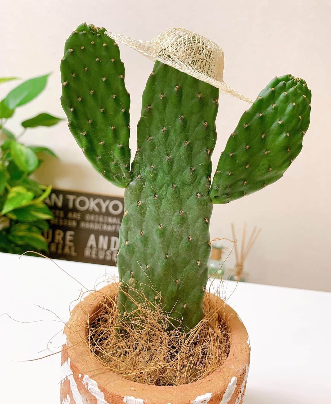 橘花梨さんのインスタグラム写真 - (橘花梨Instagram)「‪ ちょっとだけいい事あって、なんとなくお花屋さん入ったらサボテンも一緒に喜んでくれた。うれしい。買った。バンザーイ2020夏🌵👒‬﻿ ﻿ #サボテン #サボテンのある暮らし #麦わら帽子 #緑のある暮らし #植物のある生活 #生活の記録 #かわいい #cactus」8月3日 20時49分 - tachibana_karin