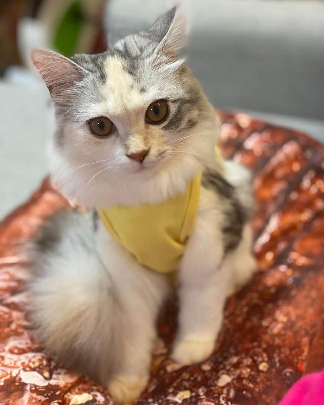 桜咲千依のインスタグラム：「動物病院で太り過ぎって診断。 マンチカン2.5キロって太り過ぎなのね💦 気をつけなきゃ( ´ᐞ` )  #マンチカン #猫 #ほたて」