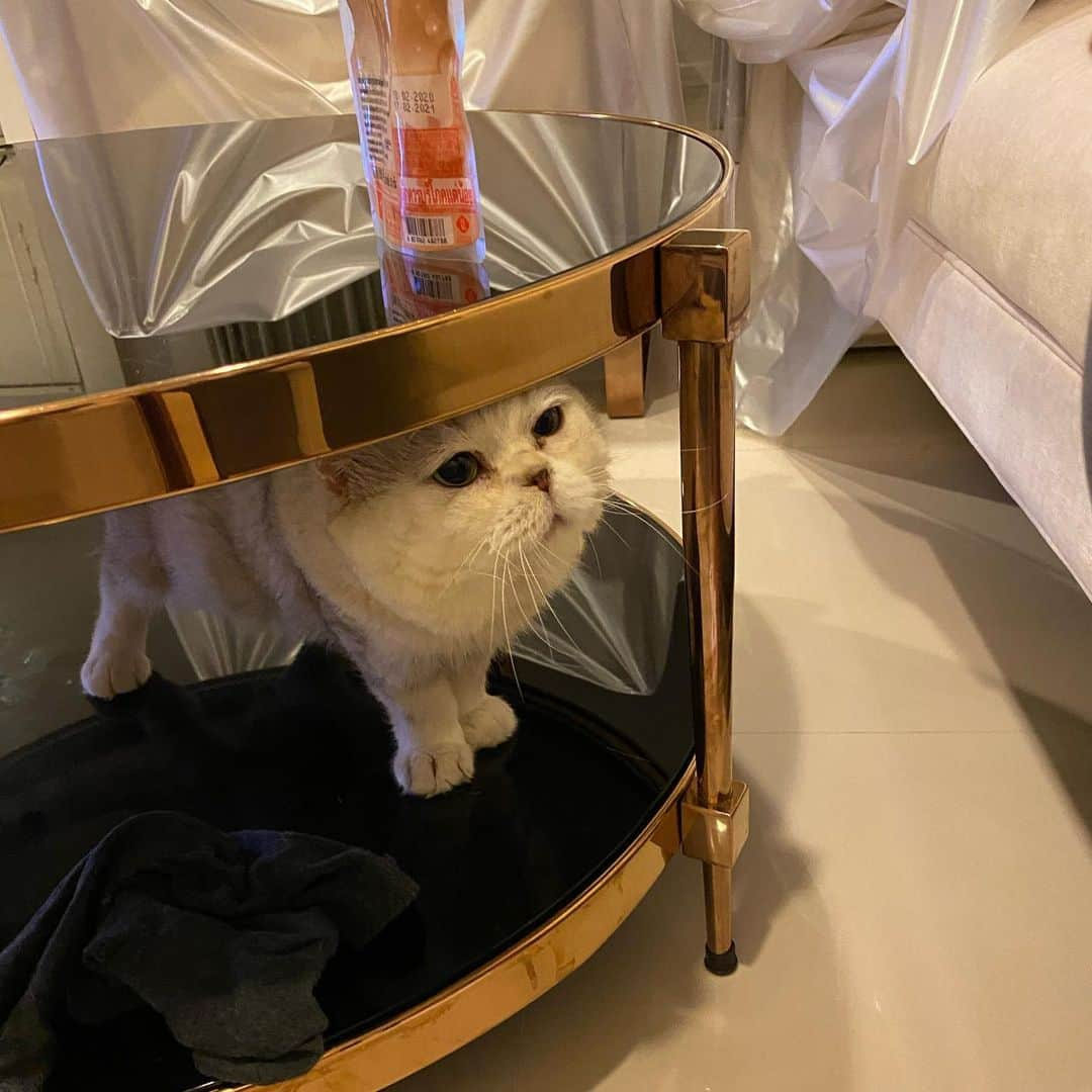 Haruさんのインスタグラム写真 - (HaruInstagram)「Could i have some snack? 🐽 #haruthecat #ขอกินหนมหน่อยได้มั้ยค้าบบบ」8月3日 20時56分 - haru_thecat