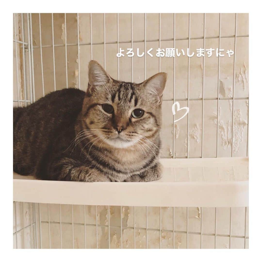 こむぎのインスタグラム：「* 【必要数に達しましたのでリンク削除いたします！ご協力ありがとうございました〜😭】 岐阜多頭崩壊レスキュー支援物資のお願い🙇🏻 Amazonのほしい物リスト8月分を作らせていただきました〜🙇🏻 中々こんなお願いの投稿ばかりで申し訳ないですーー💦 ほしいものリストはプロフィールのURLにあるLinktreeからご覧いただけます🙇🏻 支援物資は取りまとめて後日イニシャルでご報告させていただいておりますので、可能でしたら匿名にせずお送りいただけますと嬉しいですー🙇🏻 ・ リストの支援物資は少しずつ量を減らしていますが口内ケア用品は引き続き必要なものなので載せさせていただいておりますー🙇🏻 食べムラがあり中々血液検査の結果も良くならない つばめくんや、最近体調崩している てなちゃん、先日抜歯手術を終えた ちゃちゃ用に柔らかいフードを🙏🏻 投薬用にちゅーる、常に必要なフードとトイレシートを載せております🙇🏻 ・ 先日ようやく最後であろうと思われるちゃちゃの抜歯手術が終わりました😭 これまでに全抜歯手術が3匹、臼歯の全抜歯手術が7匹、一部抜歯手術が2匹、歯石取りが4匹。 口内炎が酷くて手術をしないといけない子がたくさんでしたが、皆さんのご協力のおかげで治療出来ています〜😭✨本当に本当にありがとうございます🙇🏻🙇🏻🙇🏻 抜歯後は副作用が心配なステロイドを断つためにサプリだけでご飯をしっかり食べられるようにケアをしています。 継続して載せておりますがサプリ類も安いものではないので、お願いするのも大変心苦しいのですが、ご無理ない範囲でお願い出来たらと思います…🙇🏻🙇🏻🙇🏻 つばめくんがまだ安定していないのと、りすちゃんはアレルギーの関係でステロイドを飲んでましたがそれもなくして現在様子見💦 先日受診したてなちゃんも何らかのアレルギー反応があり皮膚が炎症していたため現在そちらの治療のためにステロイド投薬中です💦 食いしん坊のてなちゃんがカリカリが今食べれなくなってしまいかなり心配していますが、柔らかいものは食べられるのでお薬でしっかりケアしてまた元気にカリカリモリモリたべれるようになると思います💪 ・ ほしい物リストは、たくさん物資をいただきすぎて余らせてしまってもいけないので、概ね1ヶ月分ごとに作らせていただいております🙇🏻 現場で必要なものはどんどん変わっていくので内容は更新していっています🙇🏻 ・ また、7月分のイニシャルのご報告を載せさせていただきます🙏🏻 私の方でご購入くださった方の情報が確認出来ればよいのですが、どなたが送ってくださったものかは商品と一緒に納品書が届いてようやくわかる感じです🙇🏻 時々販売元によっては納品書が入っていないこともあり最後に物資の名称のみ記載させていただいております。 コロイダルシルバー！！ 高いサプリなのに2つ購入してくださった方がいて、納品書が入っておりませんでした〜😭😭イニシャル載せられてなくてすみません💦💦 納品書が入っていなかった分で、私が送ったやつだ〜！というのがあればお気軽にDMください🙇🏻 本来であればお一人お一人にお礼を伝えたいところですが中々バタバタで個別にお礼の連絡が出来ずに申し訳ありません…😭 イニシャルも読み方に間違いがありましたら申し訳ありません🙇🏻記載誤りなどありましたらまたご連絡くださいませ🙇🏻✨ そしてそして！ 前回のご注文の際の推しメン投票ですがうまく記入出来なかったとのお声がありまして申し訳ありませんでした〜😂 結果はしおくんが1番に✨でもみんな可愛くて決められない〜とのお声もありました😭 本当みんな可愛いですよね〜〜☺️✨ ご協力くださった皆様本当にありがとうございました🙇🏻✨✨ ・ 猫たちの数は確実に減ってきているものの、まだまだ頭数が多すぎて時間がかかる現場…😢 里親募集中の子たちも残り22匹！ 現場の様子はストーリーのハイライトやIGTVからご覧いただけます🙏🏻 募集中の子の掲載用アカウントはこちらです🤗✨→ @comugineko  里親募集、支援物資などご無理のない範囲で、今後もご協力いただけますととても助かります😭 何卒お願いいたしますー🙇🏻🙇🏻 #岐阜多頭崩壊レスキュー」