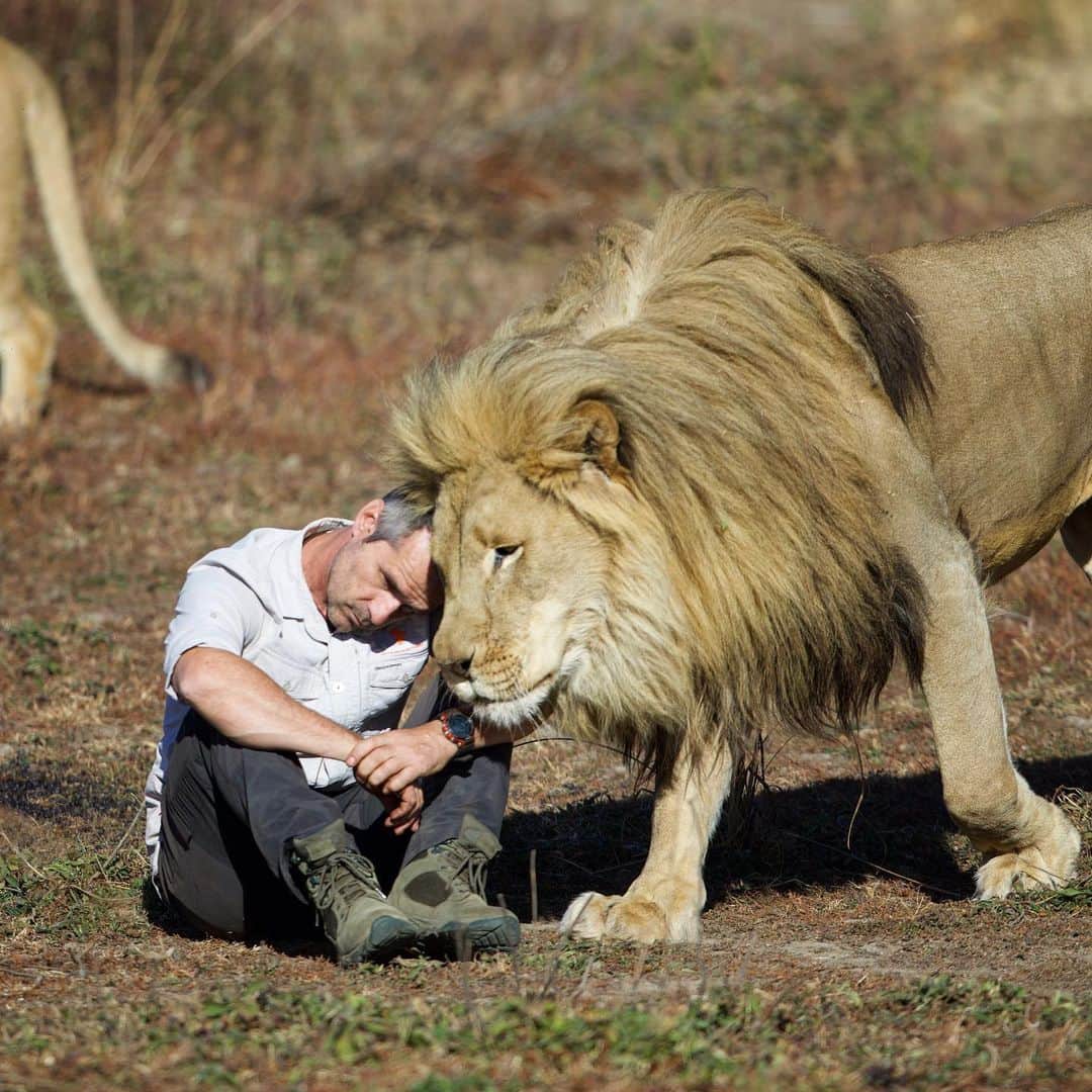 Kevin Richardson LionWhisperer さんのインスタグラム写真 - (Kevin Richardson LionWhisperer Instagram)「Sitting down, minding my own business, Vayetse walks up to me to give me a head rub. Why did he do that? Head rubbing and licking reinforce social bonds in lions. When his enrichment walk started around 20-30 minutes before this moment, he was overstimulated with other scents and sights that kept his mind busy and in overdrive. This is excellent mental stimulation for him which he and his ladies don’t otherwise get in their normal surroundings especially after being there for some time. It’s one of the biggest reasons why I keep a personal relationship with the lions in my care. Without this relationship Vayetse, Livy and Ginny would never get opportunities like these and would probably live out the rest of their days in an enclosure spanning a hectare or 2. We’ve all had a taste of how this feels during lockdown. So back to why he comes up to head rub. Well after he’s gotten all his mental stimulation for the morning his brain starts taking other things in, like Livy, Ginny and ... well... me. Basically he’s reaffirming his bond with me and getting his scent rubbed on my head. I’m in a very vulnerable and submissive position yet he chooses to reinforce his bond which shows and reinforces the trust we have in each other. We also both get a release of Oxytocin during this bonding moment. 📸 @nombekana With special thanks as always to @craghoppersofficial for my incredible #nosilife gear that always stands up to the rigorous tests the lions put it through」8月3日 21時31分 - lionwhisperersa