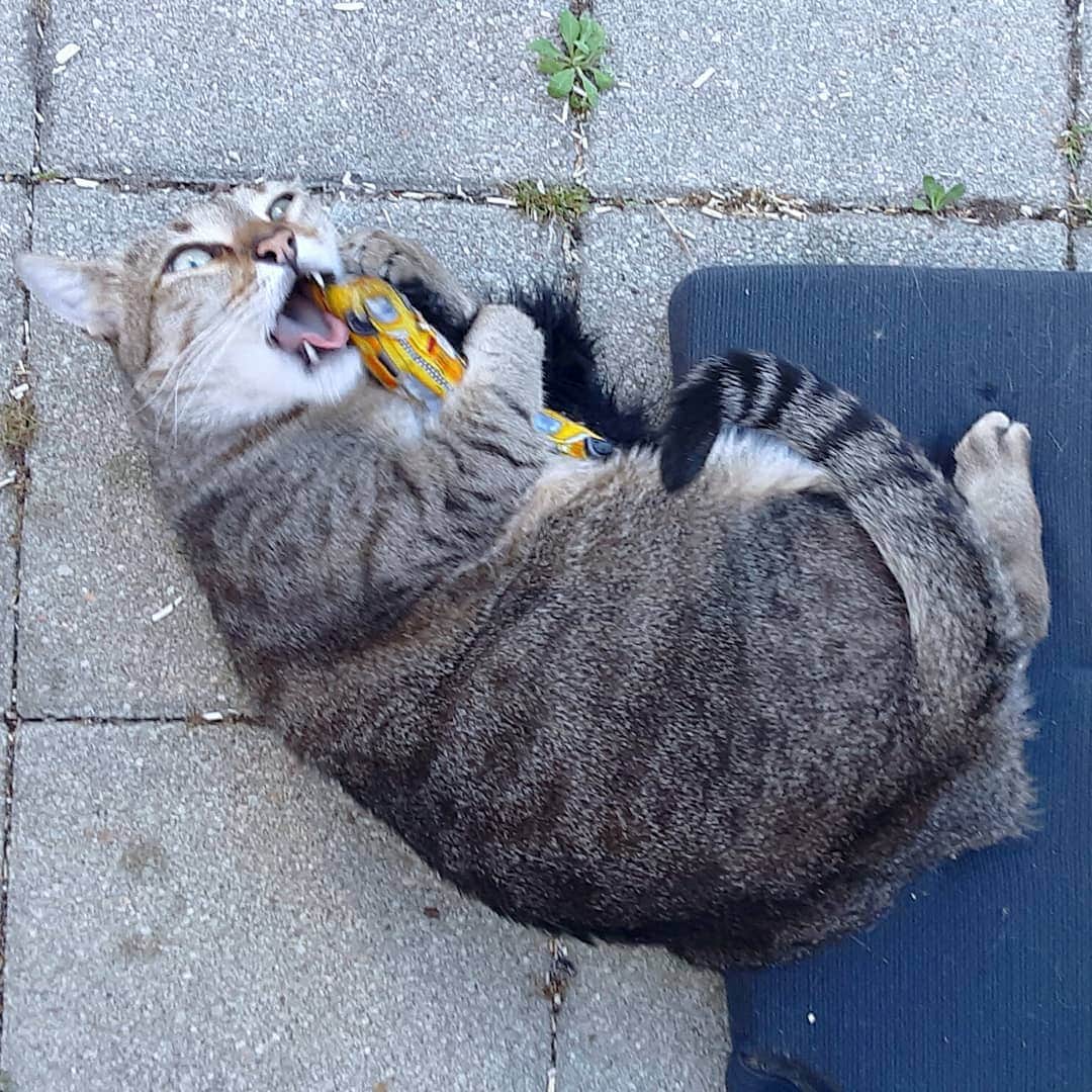 Homer Le Miaou & Nugget La Nugさんのインスタグラム写真 - (Homer Le Miaou & Nugget La NugInstagram)「Bob's update: So i've asked my neighbors and Bob is not their cat. One of them told me he was coming in their garden asking for food from time to time.  He apparently is an outside cat but he is too clean, too shy of noises and way too friendly to be an original stray. As he is not in the neighborhood for long, i'd say someone as dropped him there or he is lost. I've checked the lost cat page and nobody is looking for Bob so... 😔 I'd like to take him to the vet to see if he is identified maybe (even if i don't feel any microchip on his neck) and check his health even if he looks healthy. As i can't afford it right i've called the association taking care of strays here but we've gonna have to wait a bit as it's the covid and the  holidays so double slow time!lol But i'm totally ok to wait with him as he definitely has decided i was his new friend that gives food and scratches 😸 As he is coming daily now, on mornings and evenings for his lunch and dinner, i've set his little place up with a pillow (he knew right away what it was and went on it as soon as it was on the ground) and some toys. I'm not sure if he knew catnip already but the nip kickers from @life_of_ziggy mom was a total drooling hit as you can see on the pic. Look at his face, his feet, that belly, the drool on the pillow... This guy is the sweetest!!!😻」8月3日 21時38分 - homer_le_chat