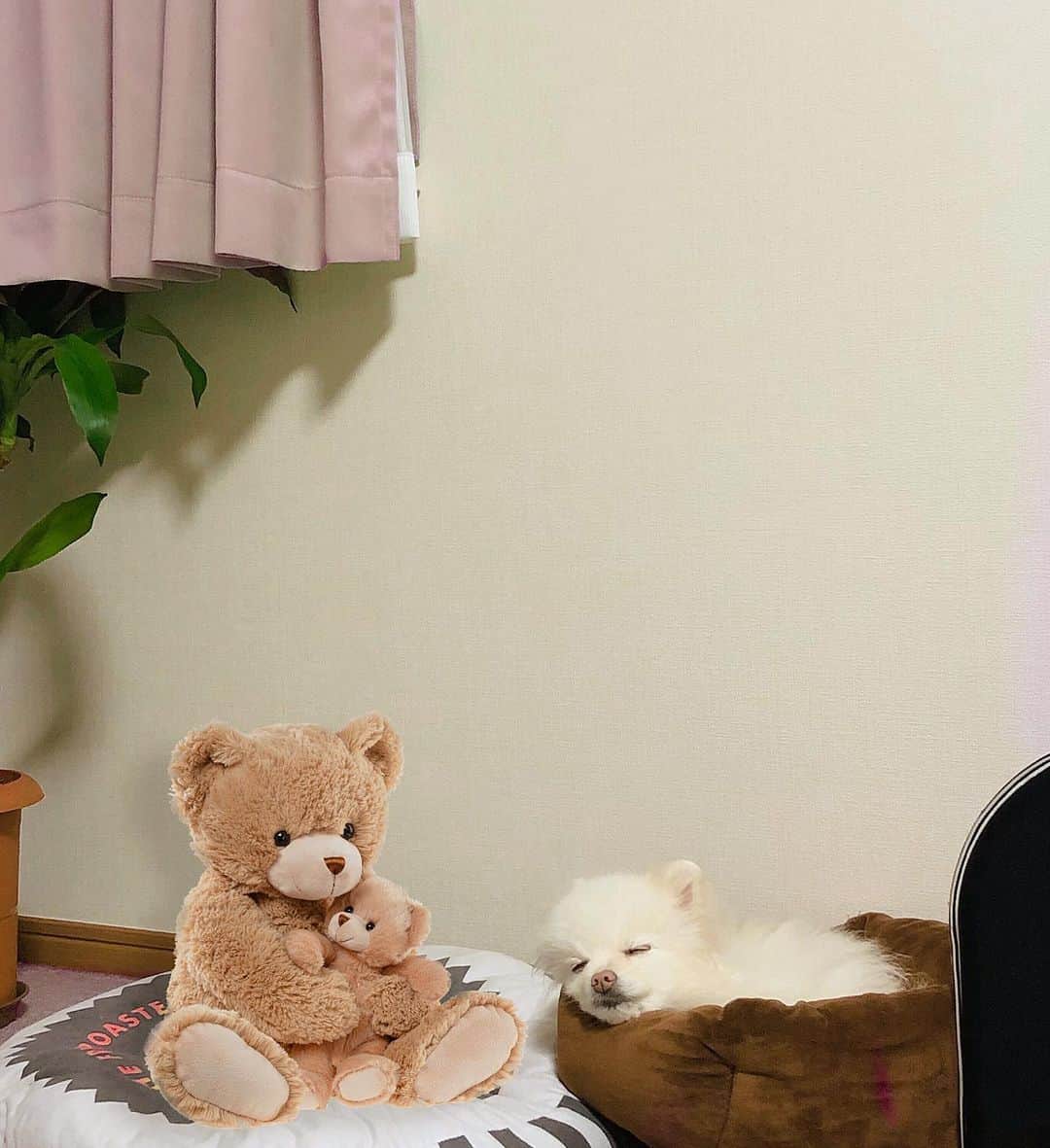 のインスタグラム：「#dogstagram  ﻿ ﻿ ひとつ前の投稿に﻿ 嬉しいコメントがたくさん😭🌈﻿ ﻿ 読んでてすんごくすんごく﻿ 幸せな気持ちになりました💕🌻﻿ ありがあき御言葉〜🙇‍♀️🙇‍♀️🙇‍♀️🙇‍♀️🙇‍♀️﻿ ﻿ ﻿ ﻿ 久しぶりにうちの可愛いお犬さま達を📸🐶﻿ ﻿ 最近なんだか甘えん坊っぷりが増してて﻿ 毎日私の手を取り合ってます✋🐶﻿ ﻿ あーーーかわいい。笑﻿ ただ、ただ親バカ度が増す毎日です🐶💕﻿ ﻿ ﻿ みなさま、明日も﻿ よき１日を🌈🌻﻿ ﻿ ﻿ #いぬのいる暮らし #pomeranian #いぬすたぐらむ #犬バカ部 #いぬすた」
