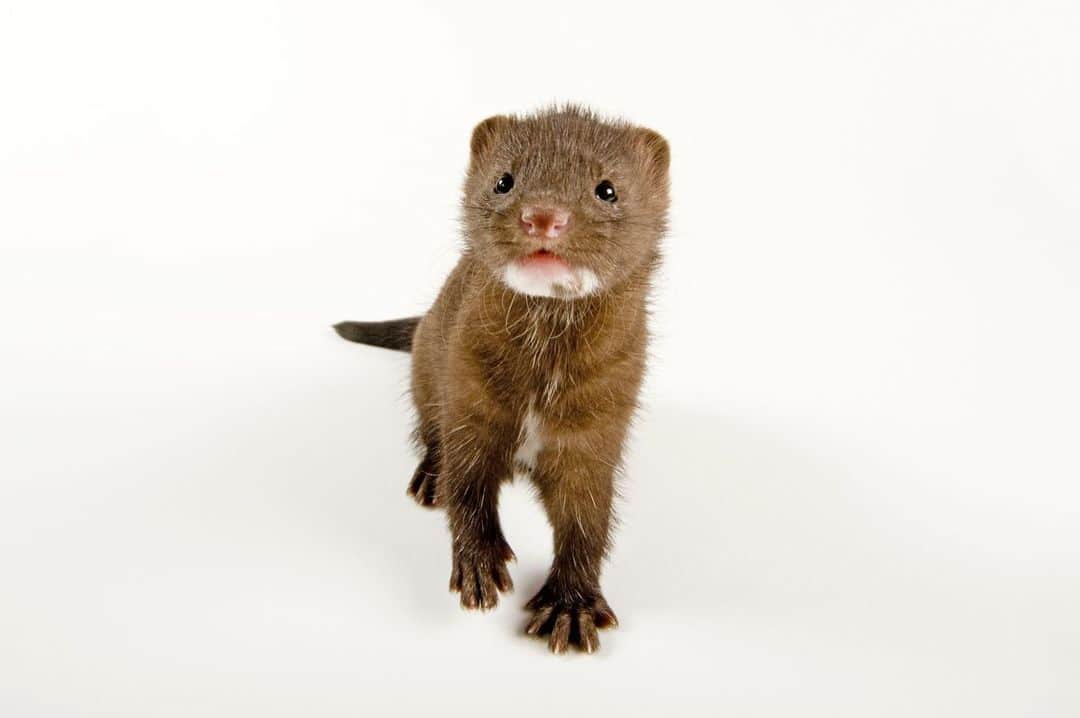 Joel Sartoreさんのインスタグラム写真 - (Joel SartoreInstagram)「I had the opportunity to photograph this juvenile mink when visiting @newildliferehab. Mink make their homes in forested areas near bodies of water such as rivers, streams, ponds, and marshes. They spend a great deal of time in the water, where they will dive as deep as 16 feet in search of food. Because they are avid swimmers, their fur is covered with oily guard hairs that make their coat waterproof.Photo taken with a @nikonusa D4. #NikonAmbassador #mink #juvenile #baby #cute #furry #PhotoArk #savetogether」8月3日 22時14分 - joelsartore