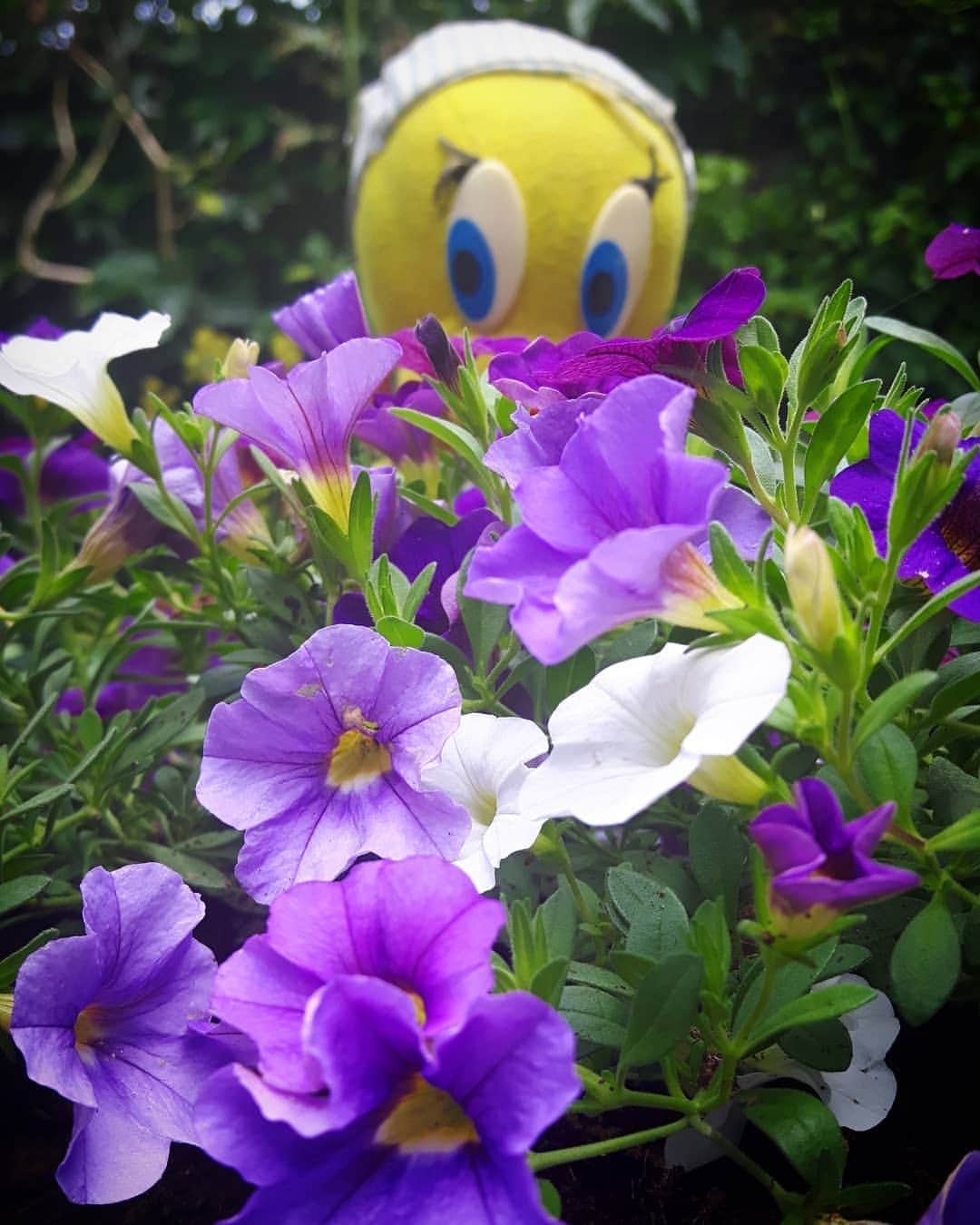 Little Yellow Birdさんのインスタグラム写真 - (Little Yellow BirdInstagram)「Really, Monday!? Isn't 2020 drama enough...? #littleyellowbird #tweety #tweetykweelapis #adventures #yellow #bird #monday #mondayblues #mondayssuck #startoftheweek #hidingfrommonday #hiding #flowers #garden #2020 #stuffedanimalsofinstagram #plushiesofinstagram」8月3日 22時12分 - tweetykweelapis