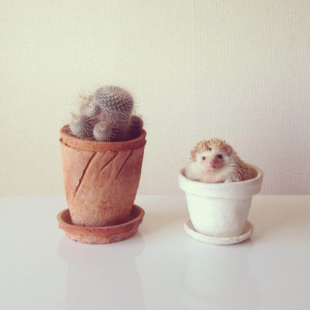 ダーシーさんのインスタグラム写真 - (ダーシーInstagram)「🌵🦔🌵 ①Koala 8/3/2020 ②Darcy 10/2/2013」8月3日 22時19分 - darcytheflyinghedgehog