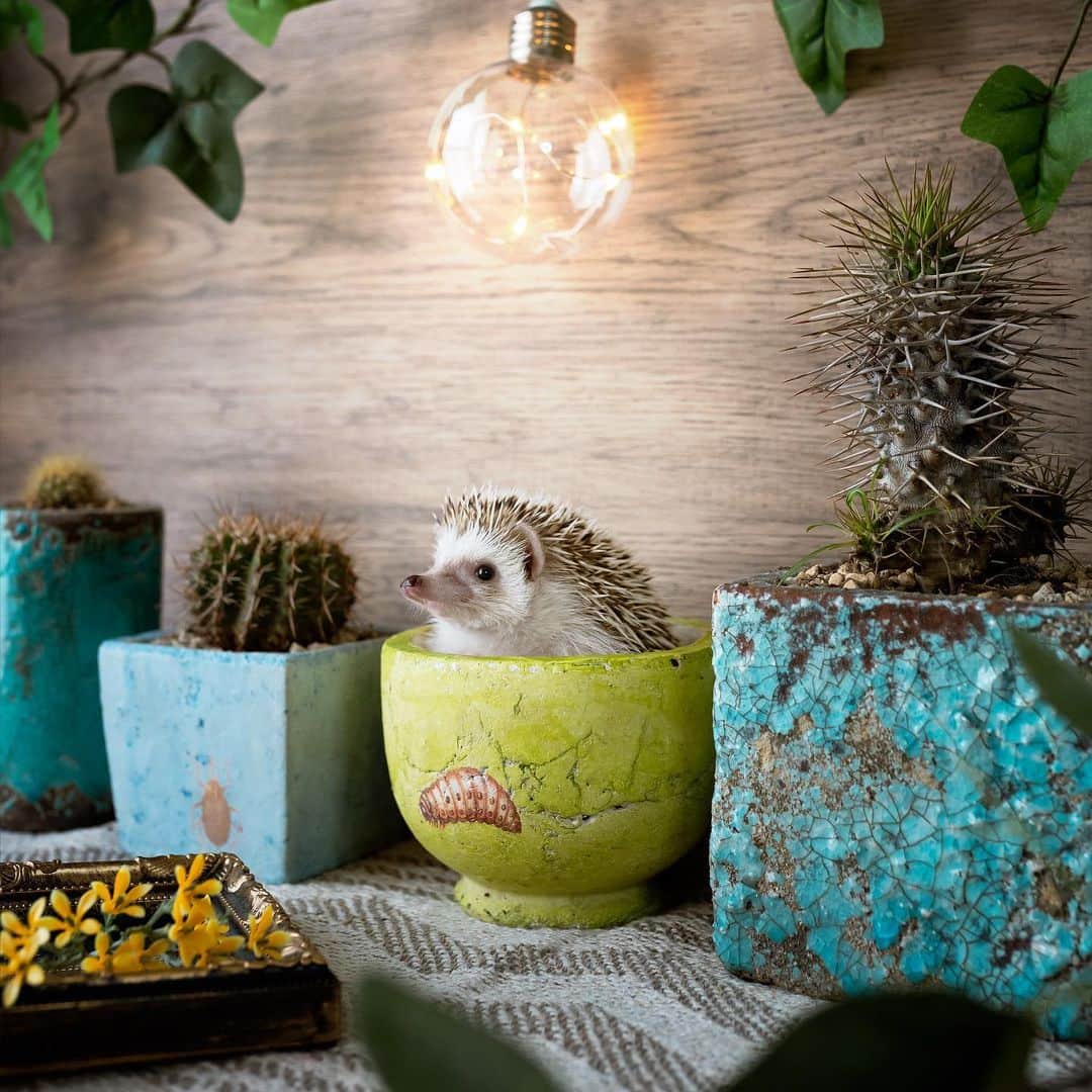 ダーシーのインスタグラム：「🌵🦔🌵 ①Koala 8/3/2020 ②Darcy 10/2/2013」