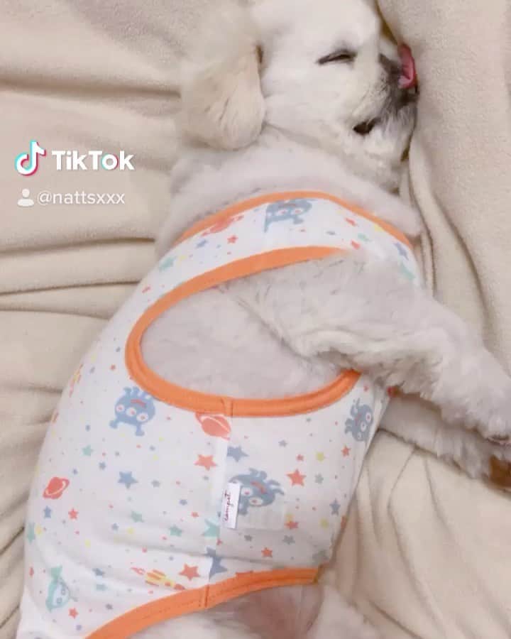 こなつのインスタグラム：「おやすみにーず꒰˘̩̩̩⌣˘̩̩̩๑꒱ ♡ 折りたたみ式👅😂」